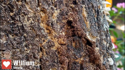 El mundo Termitero; La reparación